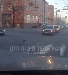 -В-Петрозаводске-утки-нарушили-правила-дорожного-движения,-переходя-пешеходн…